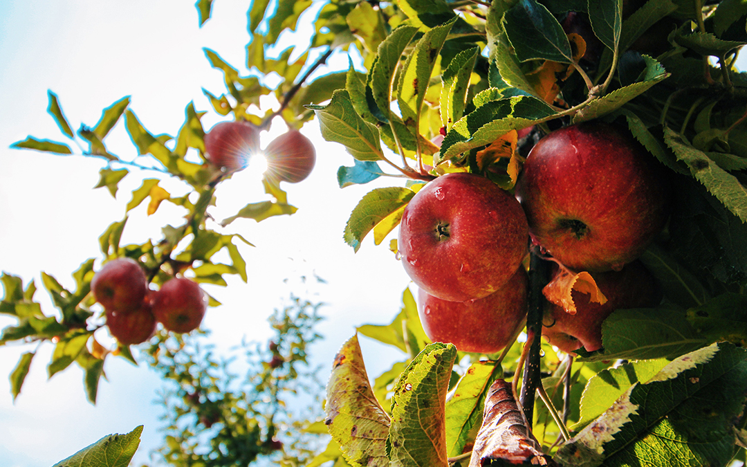 3 Benefits Of Apple Cider Vinegar You Need To Know