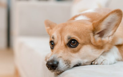 Your Dog is Afraid of Fireworks? Help them feel calm and safe this Holiday Season