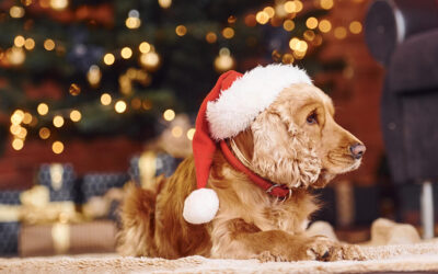 Ensure a Calm Firework Season for Your Beloved Pets with Natural Supplements